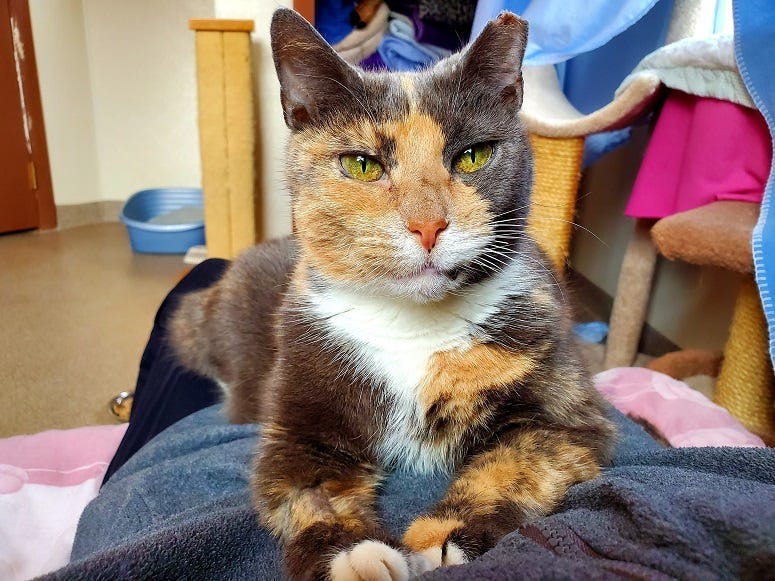 calico cat