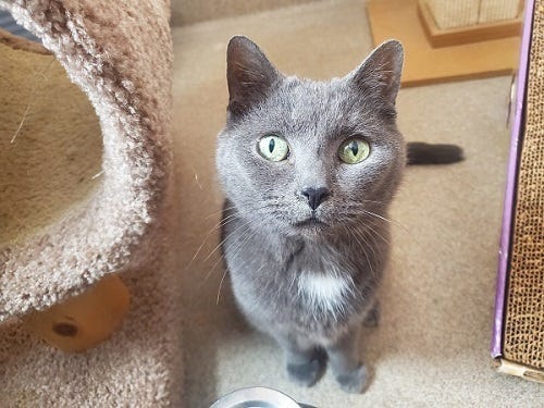 grey cat