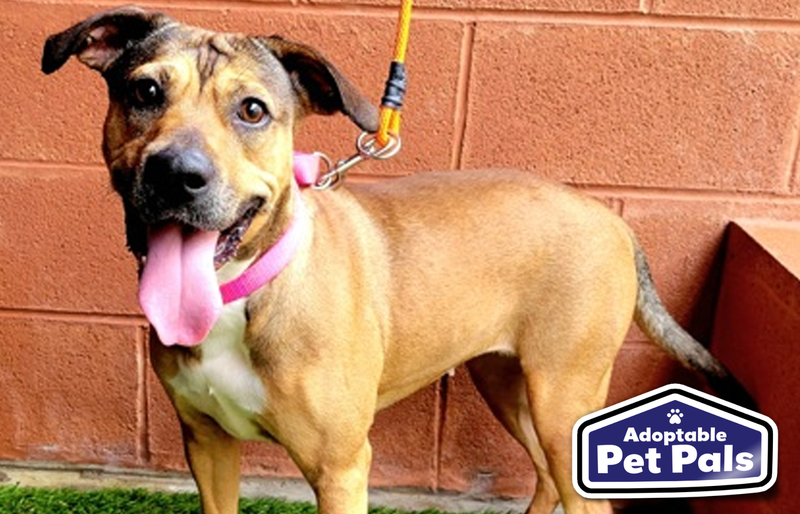SPCA of Texas