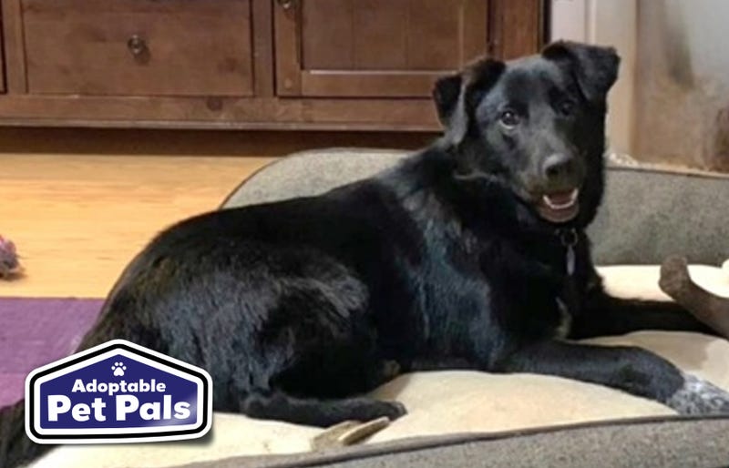 SPCA of Texas