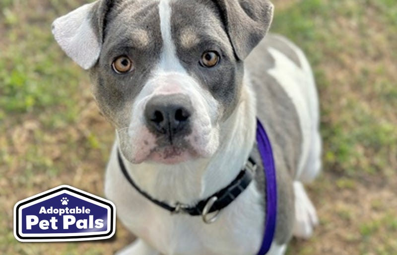 SPCA of Texas