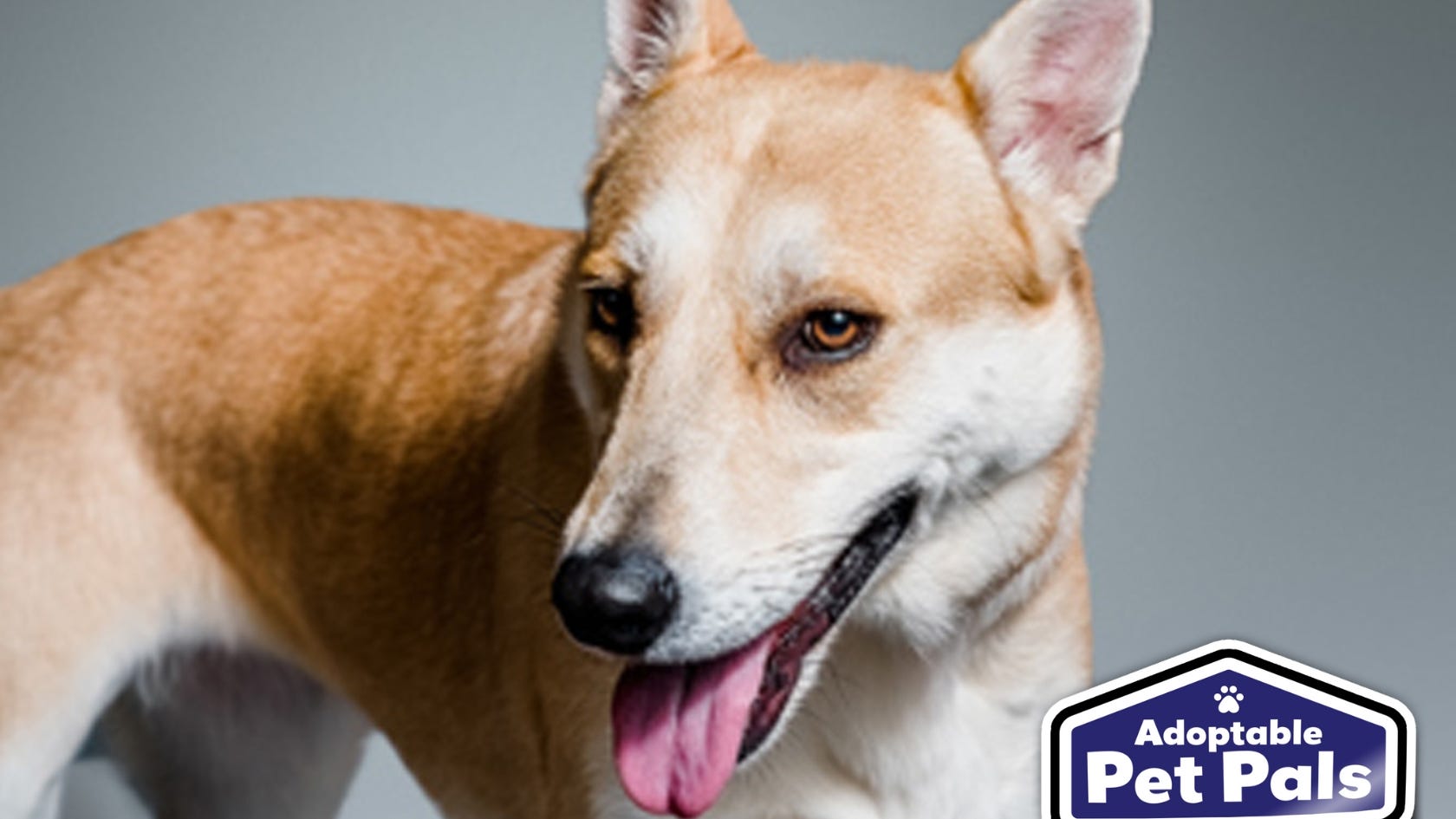 Adoptable Pet Pals: Meet Monica!