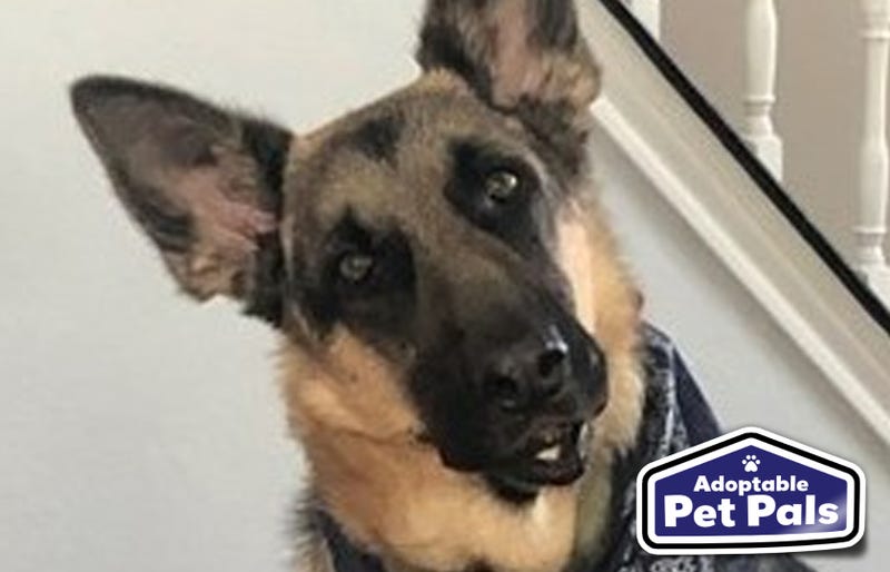 SPCA of Texas