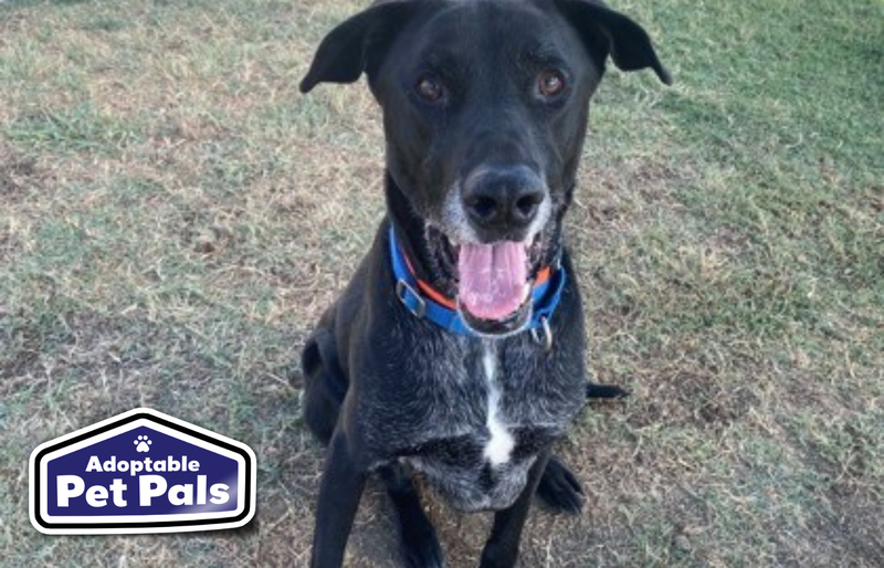 SPCA of Texas