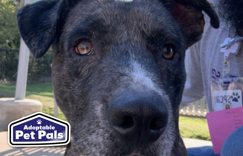 SPCA of Texas