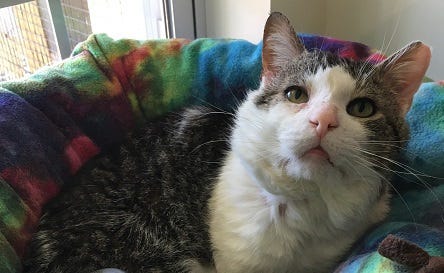 cat