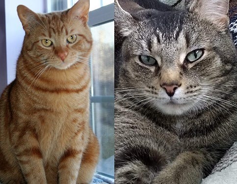cats