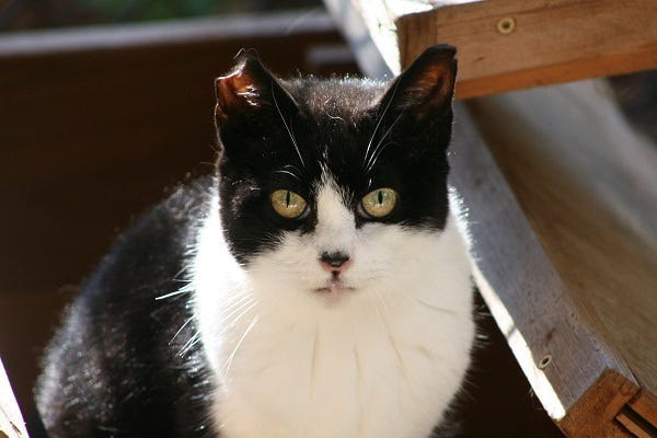 cat