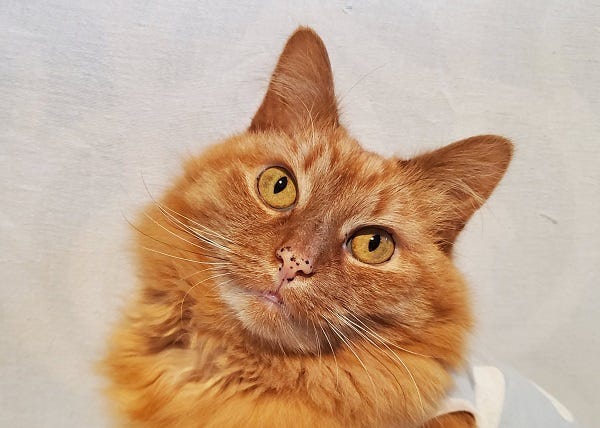 orange kitty