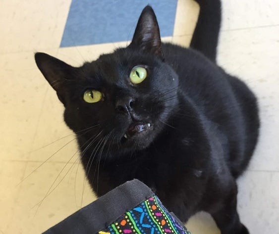 cats