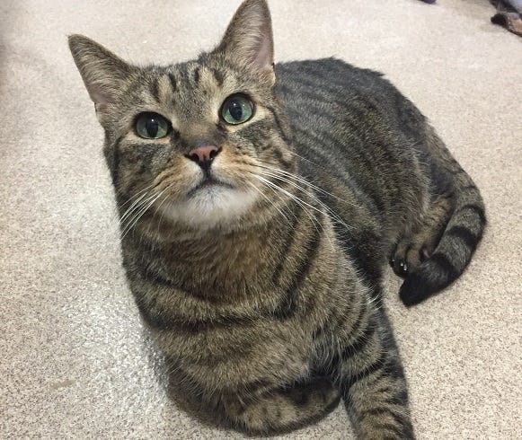 cat