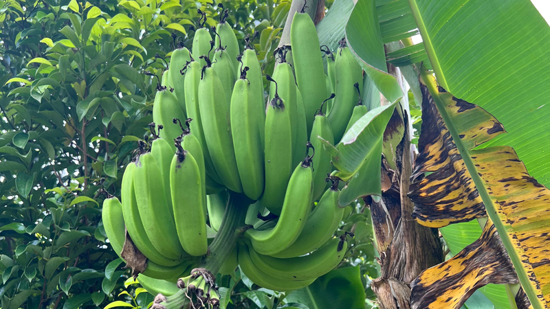 Exploring Grenada