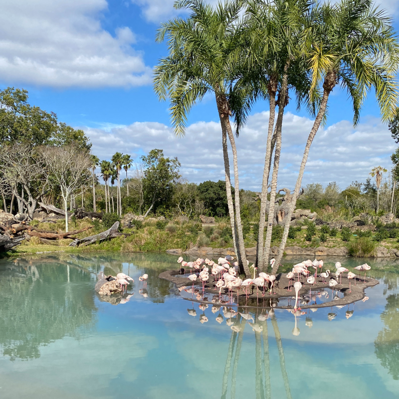 Coop's Adventures at Walt Disney World Resort