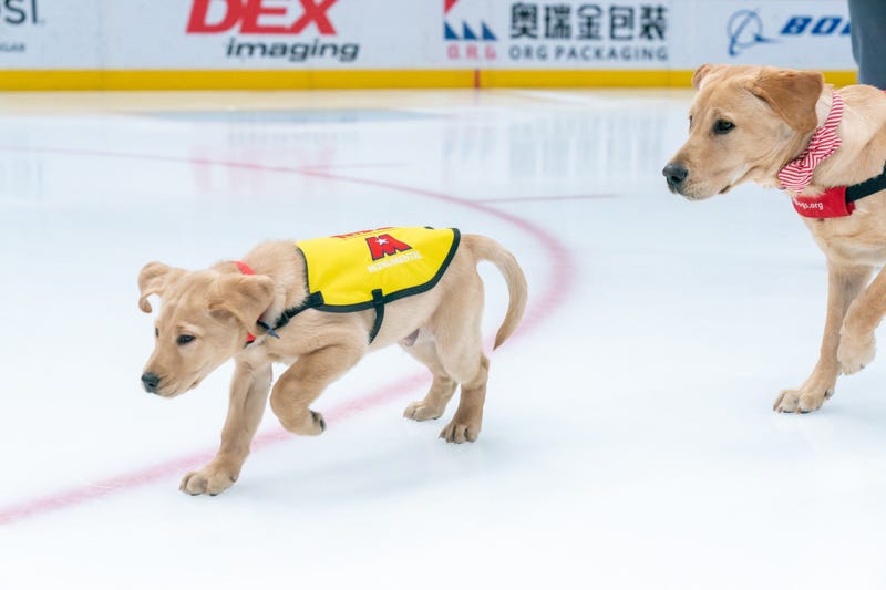 Scout, Future Service Dog