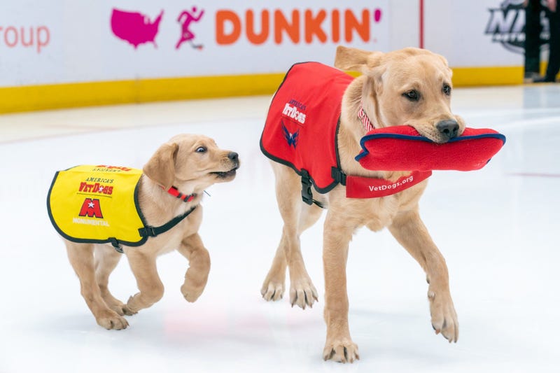 Scout, Future Service Dog