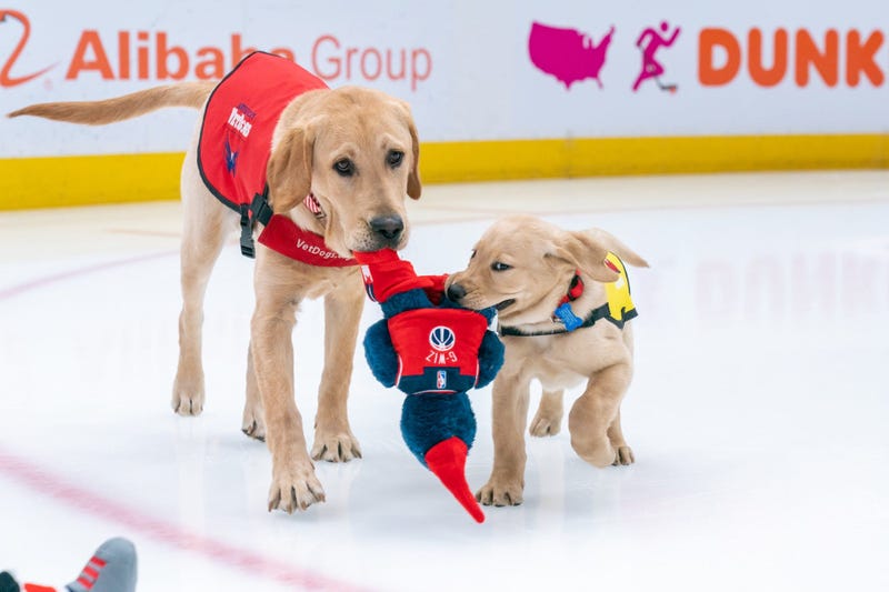 Scout, Future Service Dog