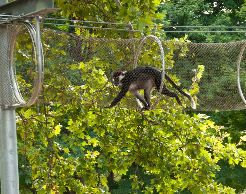 In 2011, the Philadelphia Zoo launched Zoo360, a trail system where animals move beside guests, above in the treetops, and over people’s heads along pathways.
