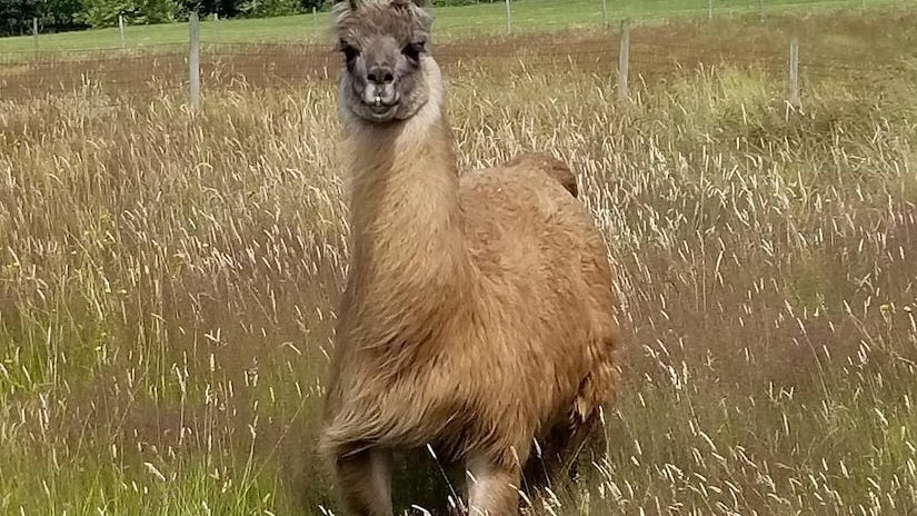 DoD llama spells drama for COVID-19