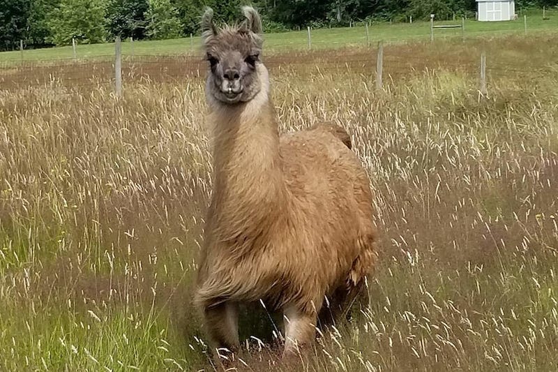 Llama