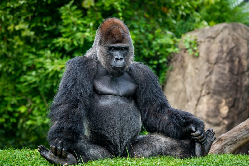 Mrithi, a silverback western lowland gorilla