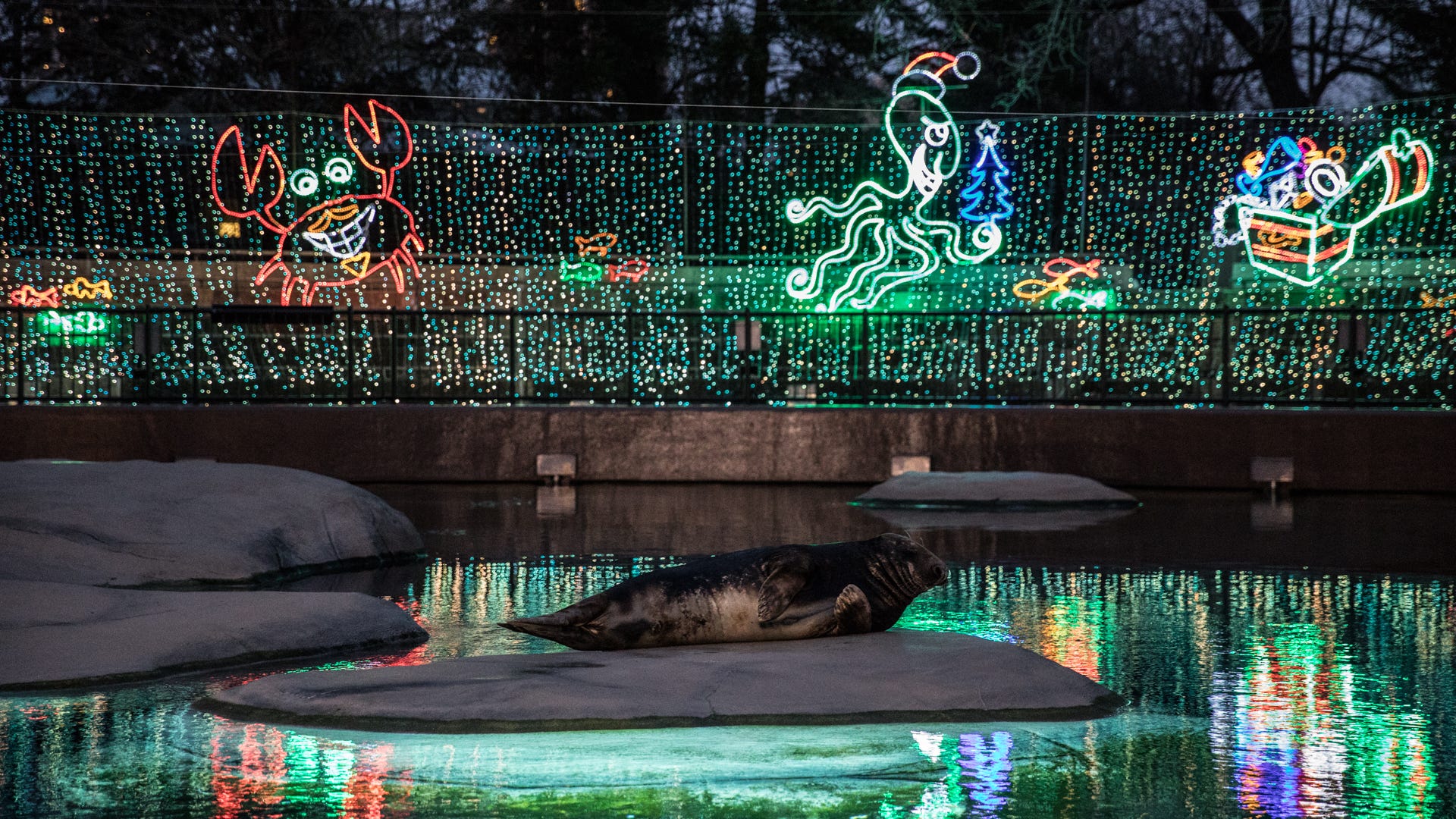 Lincoln Park ZooLights tickets on sale now