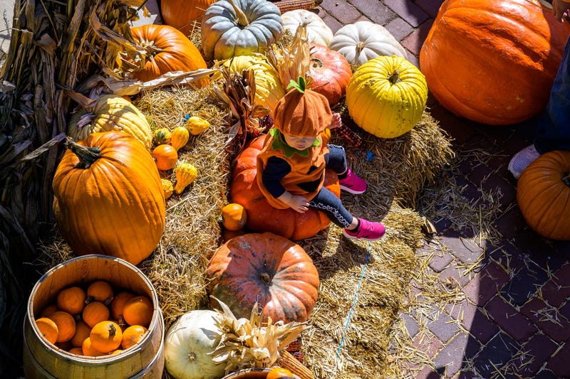 New this year, participate in the Fall Fest Instagram photo contest. Visit Lincoln Park Zoo during Fall Fest and post a photo at any of the five Fall Fest photo ops for a chance to win tickets to ZooLights Presented by ComEd and Invesco QQQ.