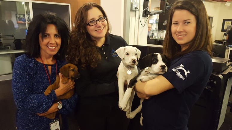 North Shore Animal League