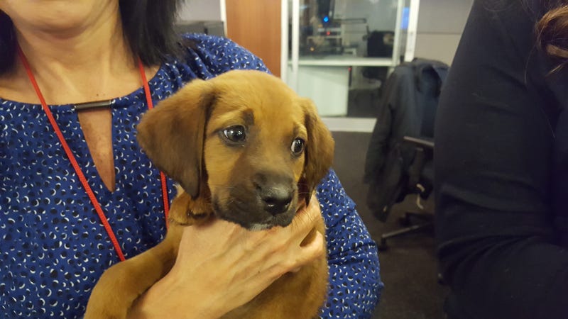 North Shore Animal League