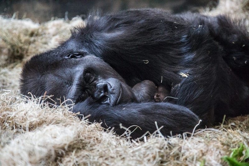 Lincoln Park Zoo’s western lowland gorilla troop welcomed another new face June 12 at Regenstein Center for African Apes! Bana, 24, gave birth to a healthy infant, exactly one month after the arrival of a male infant, born to female Rollie, May 12.