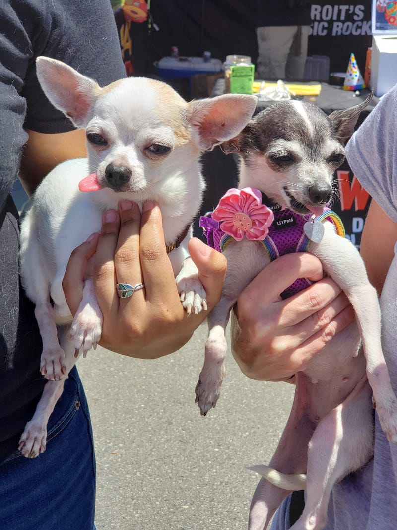 The event features tons of fun for your pets and even a place for those thinking about getting a pet to adopt; Vee said she found her chihuahua, Tika Santana, through a rescue at "Bark on Biddle" several years ago.