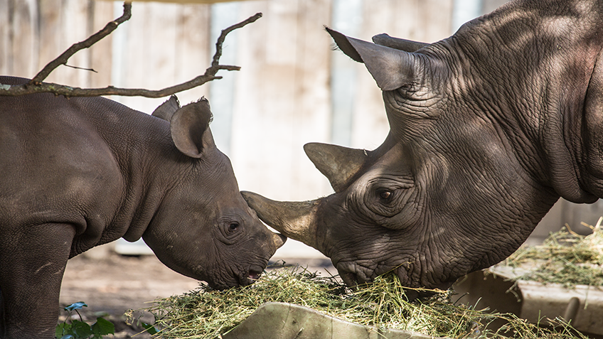 Lincoln Park Zoo launches Earth Day campaign to support endangered species