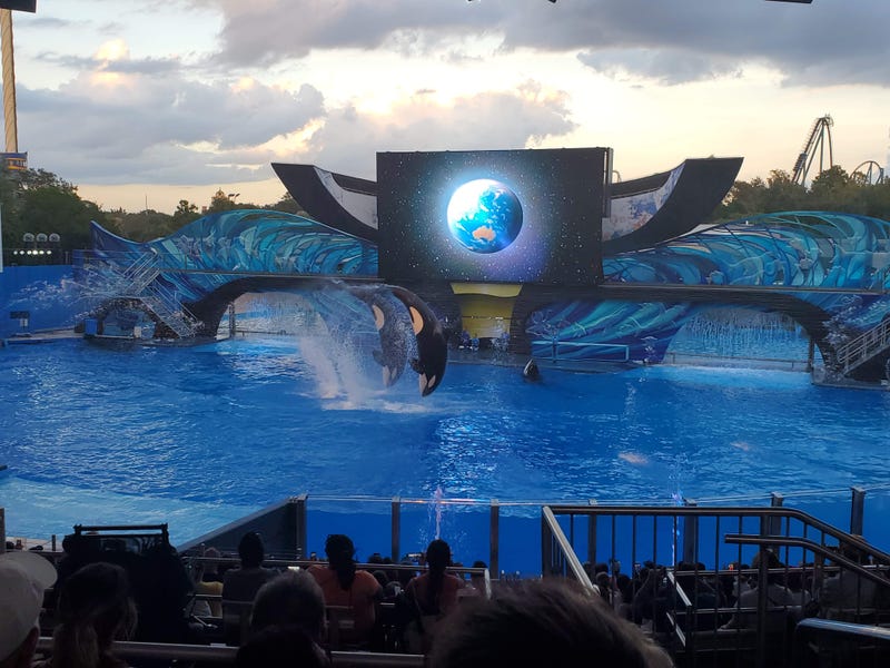 orcas jumping in a pool during a theme park performance