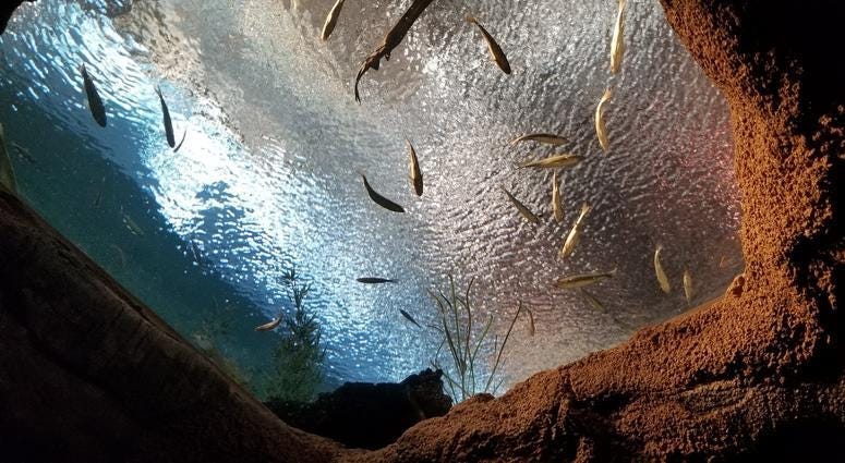 St. Louis Aquarium