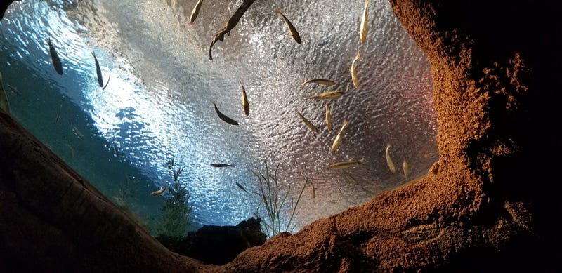 St. Louis Aquarium