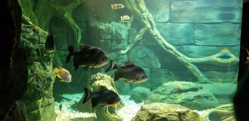 St. Louis Aquarium
