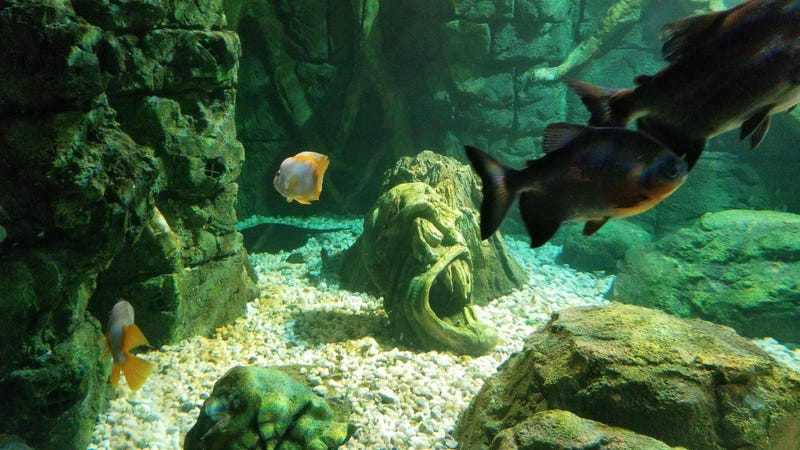 St. Louis Aquarium