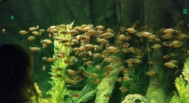 St. Louis Aquarium