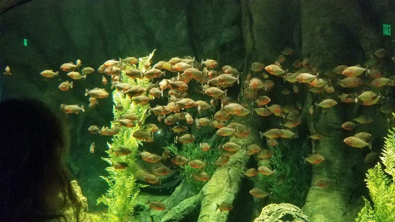 St. Louis Aquarium