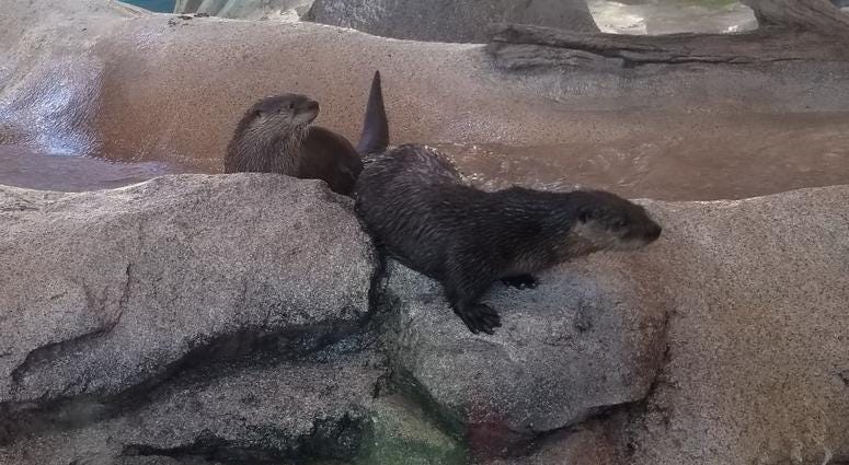 St. Louis Aquarium