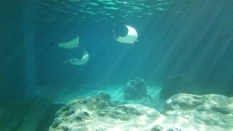 St. Louis Aquarium