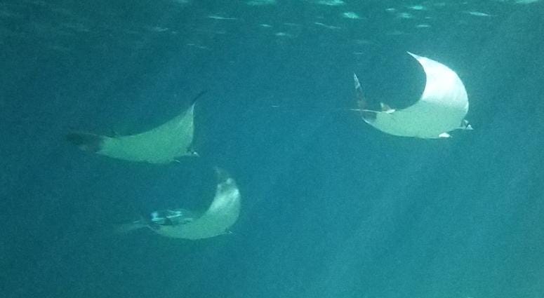 St. Louis Aquarium