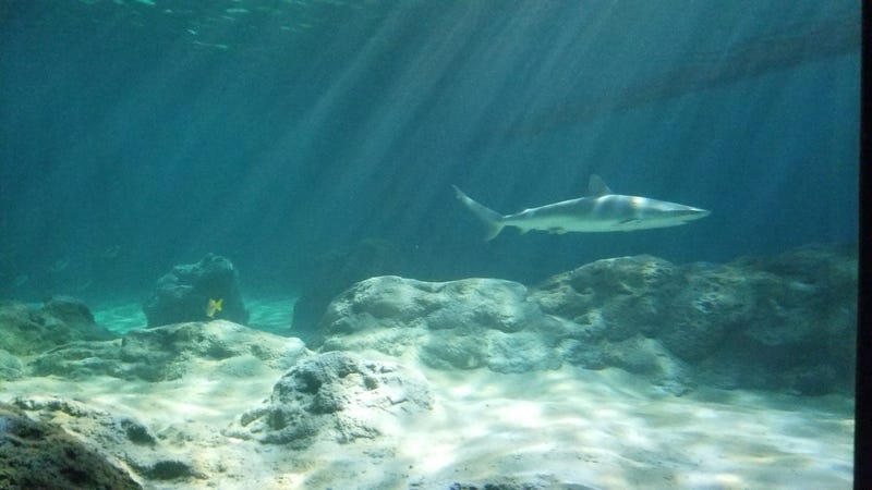St. Louis Aquarium