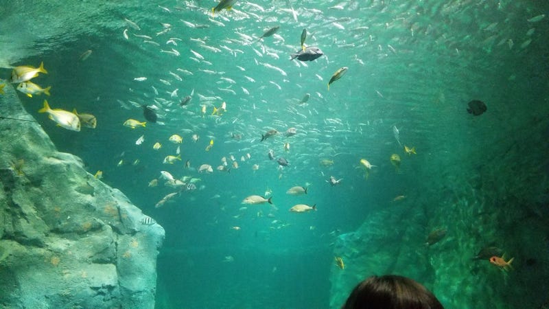 St. Louis Aquarium