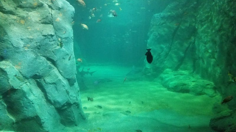 St. Louis Aquarium