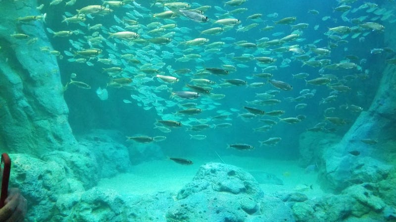 St. Louis Aquarium