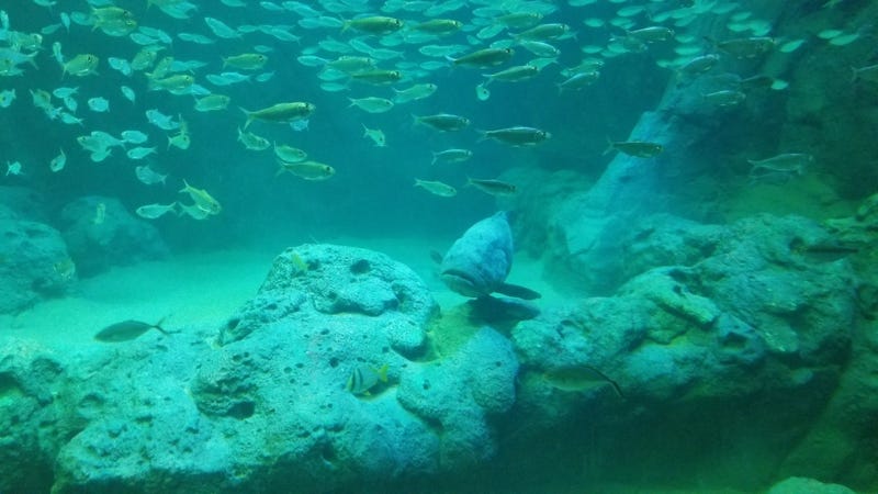St. Louis Aquarium