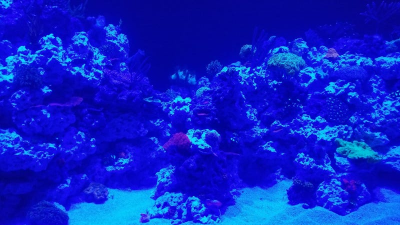 St. Louis Aquarium
