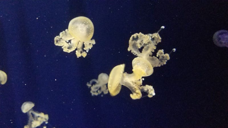 St. Louis Aquarium