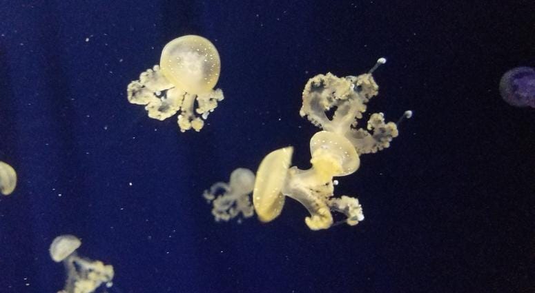 St. Louis Aquarium