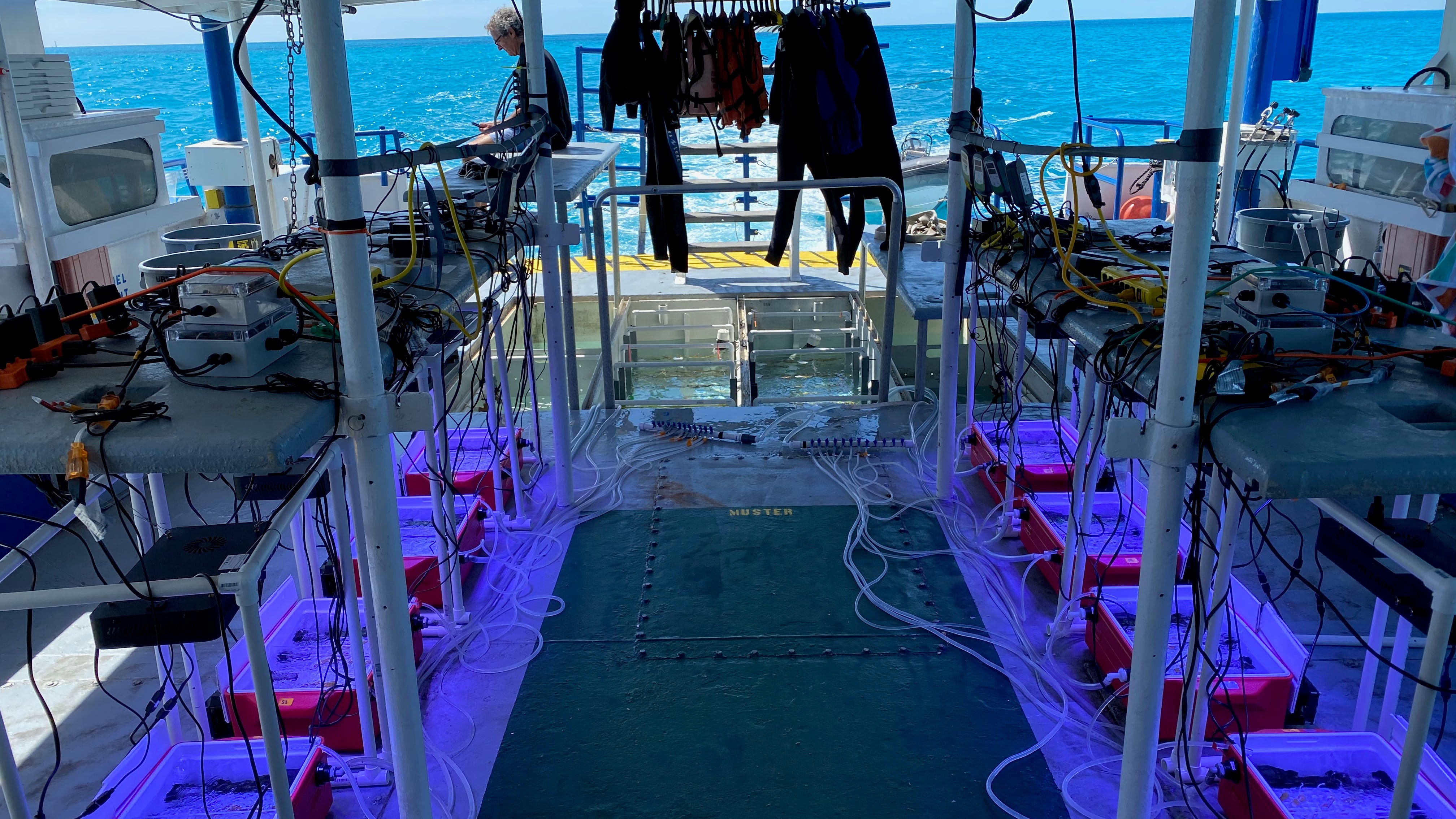 Shedd Aquarium study looks at heat-tolerant corals to help restore reefs